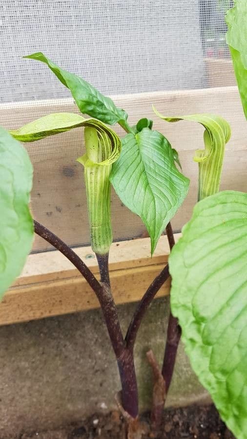 Arisema trójlistna 25