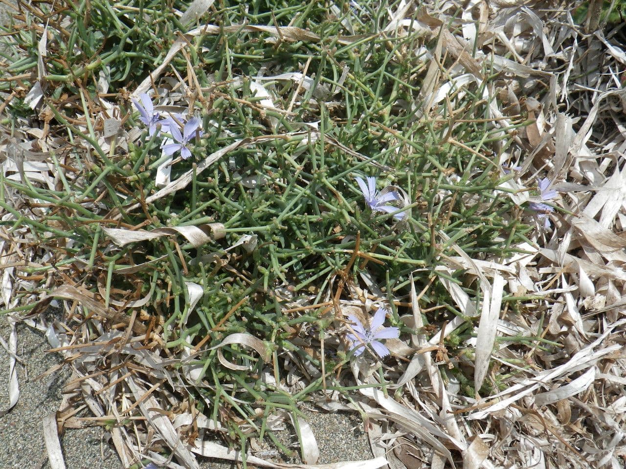 Cicoria spinosa 15