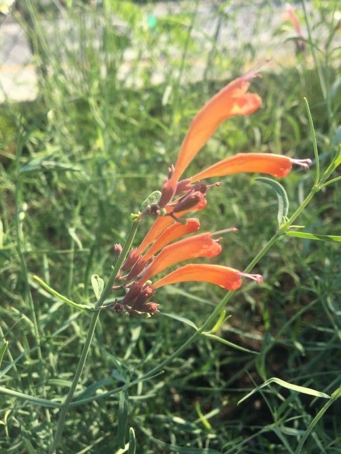 Agastache 3
