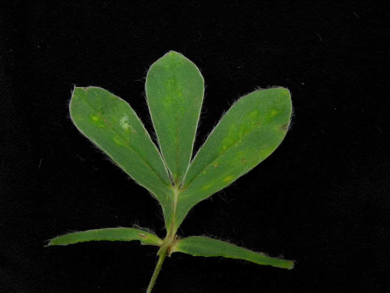 Thermopsis 6