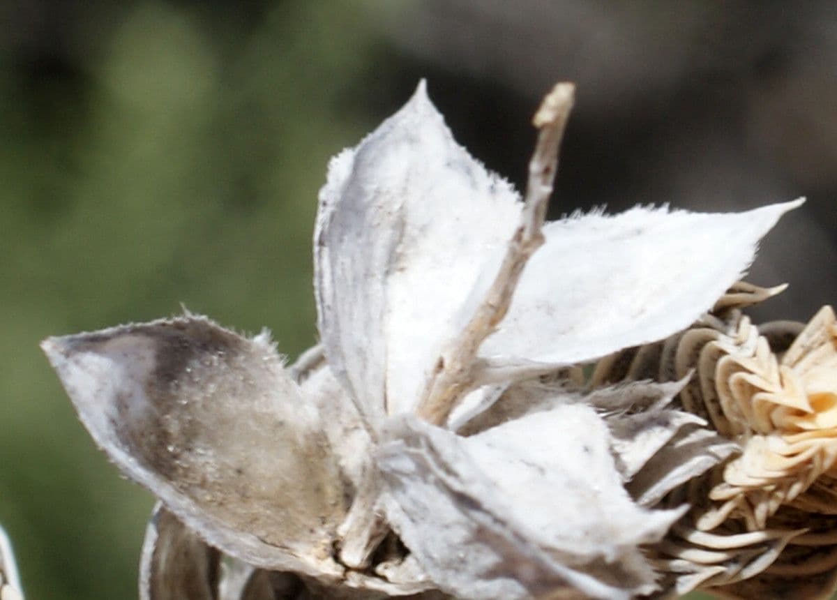 Crocianto marittimo 8