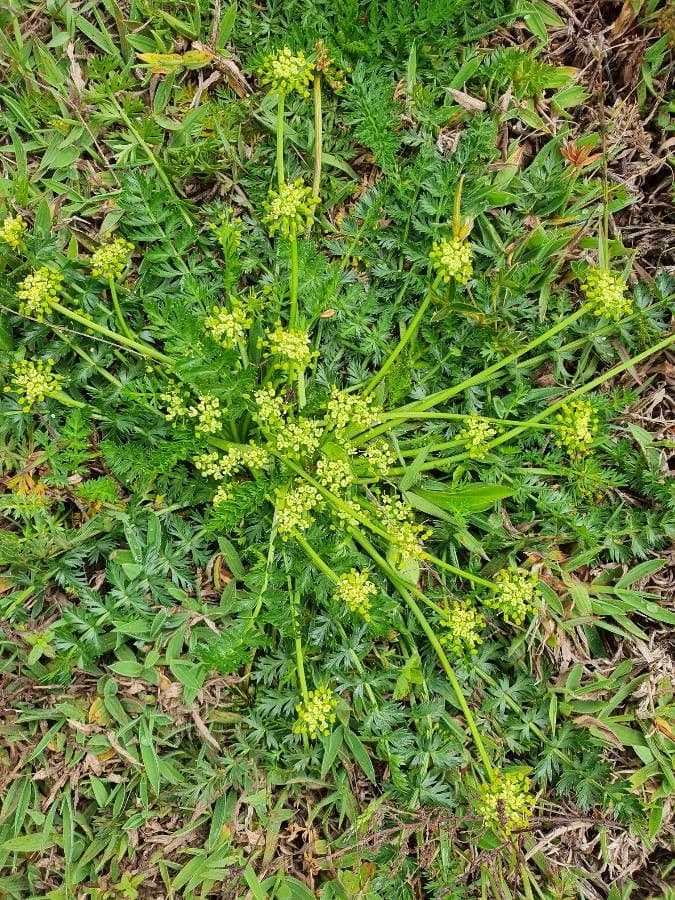 Haplosciadium abyssinicum 5