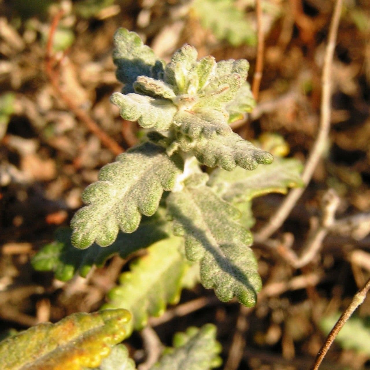 Teucrium 22