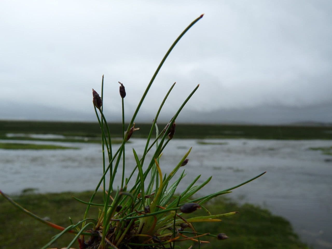 Eleocharis