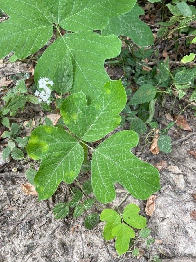 Kudzu 15