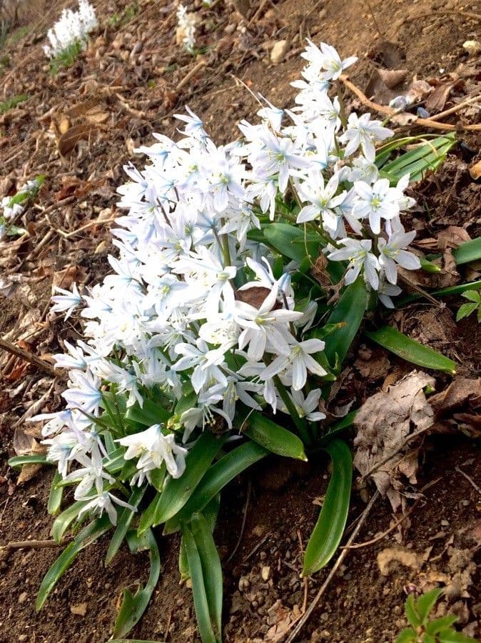 Dolden-Milchstern 11