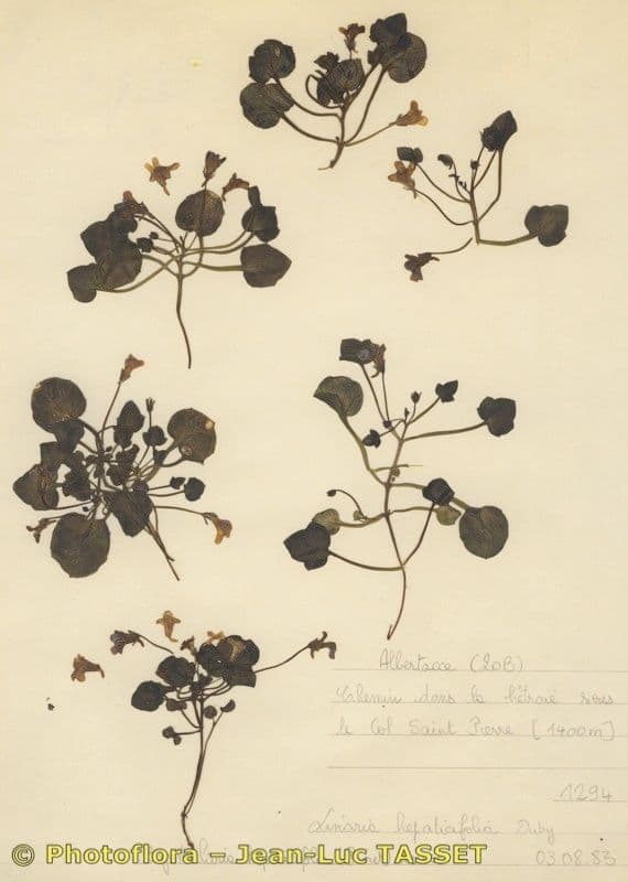 Cymbalaria 7