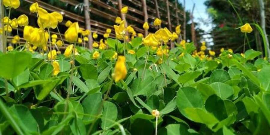 Arachis pintoi 11