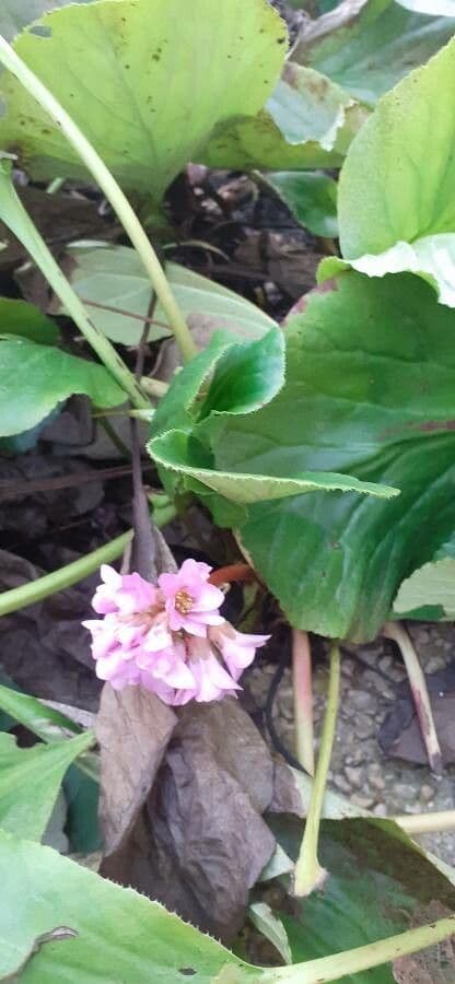 Bergenia cordifolia 11