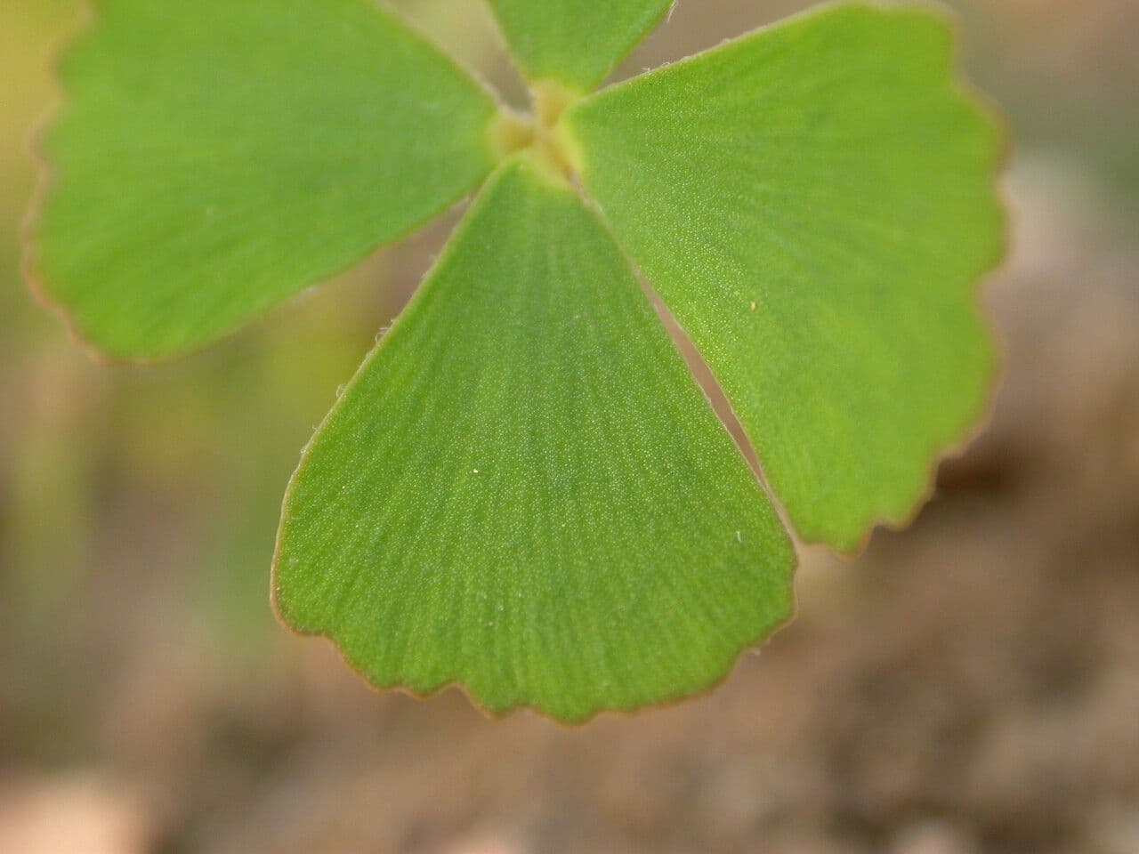 Marsilea minuta 13