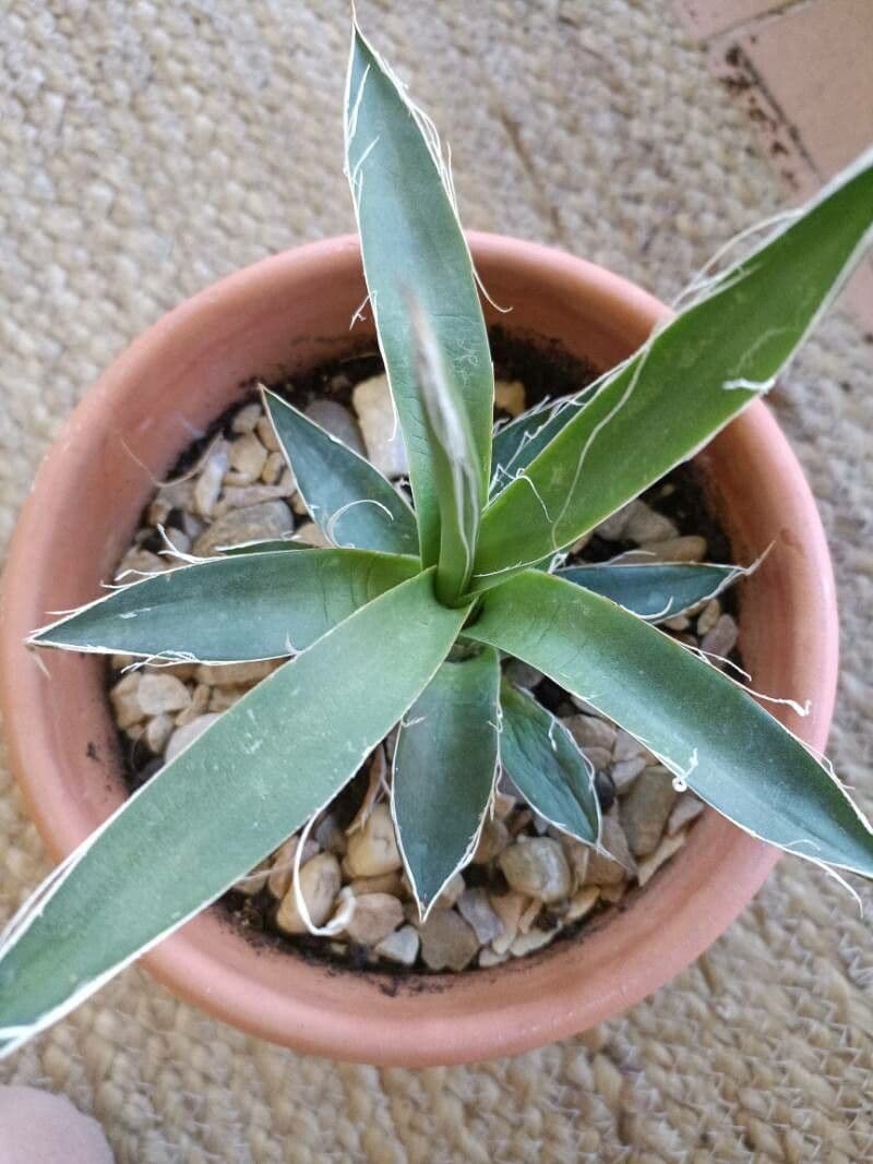Agave 10