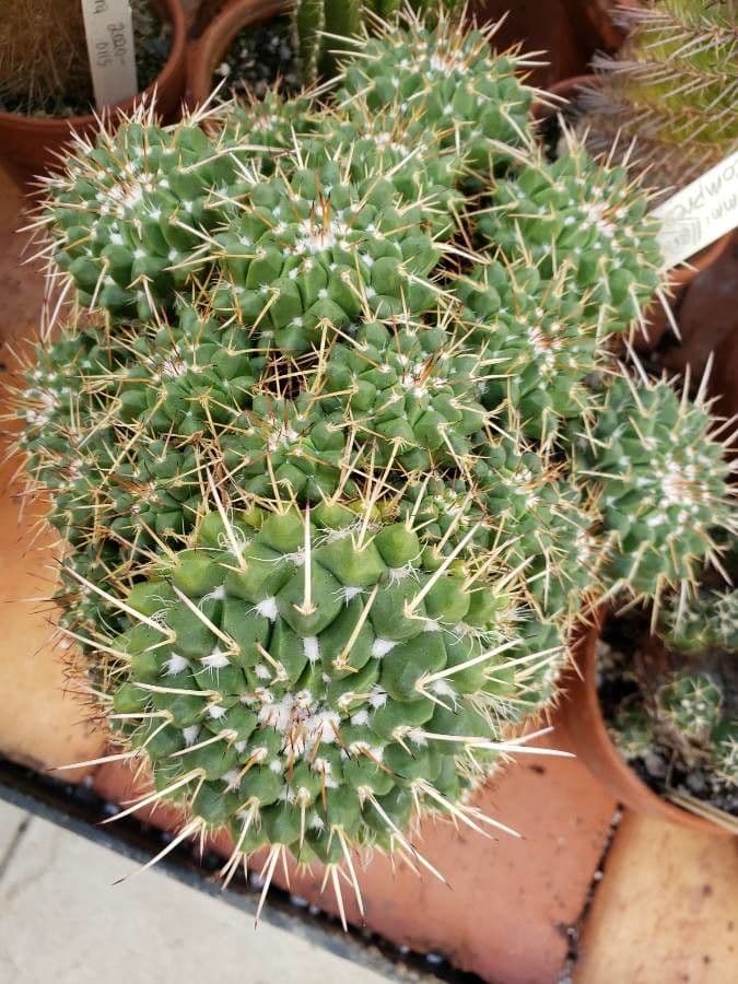 Mammillaria 15