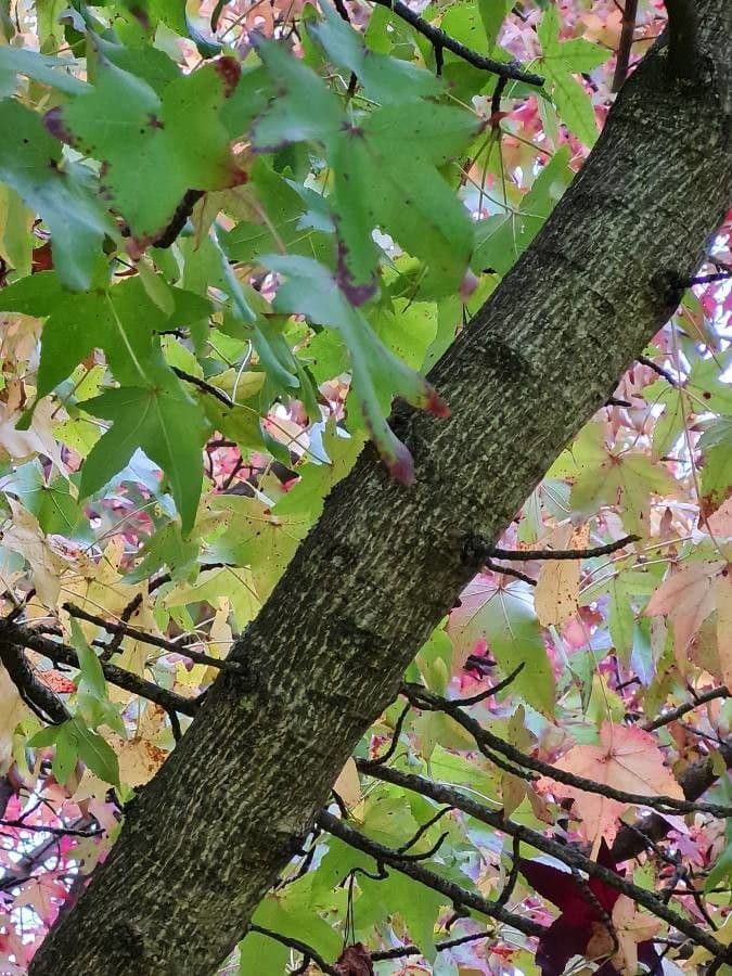 Liquidambar 23
