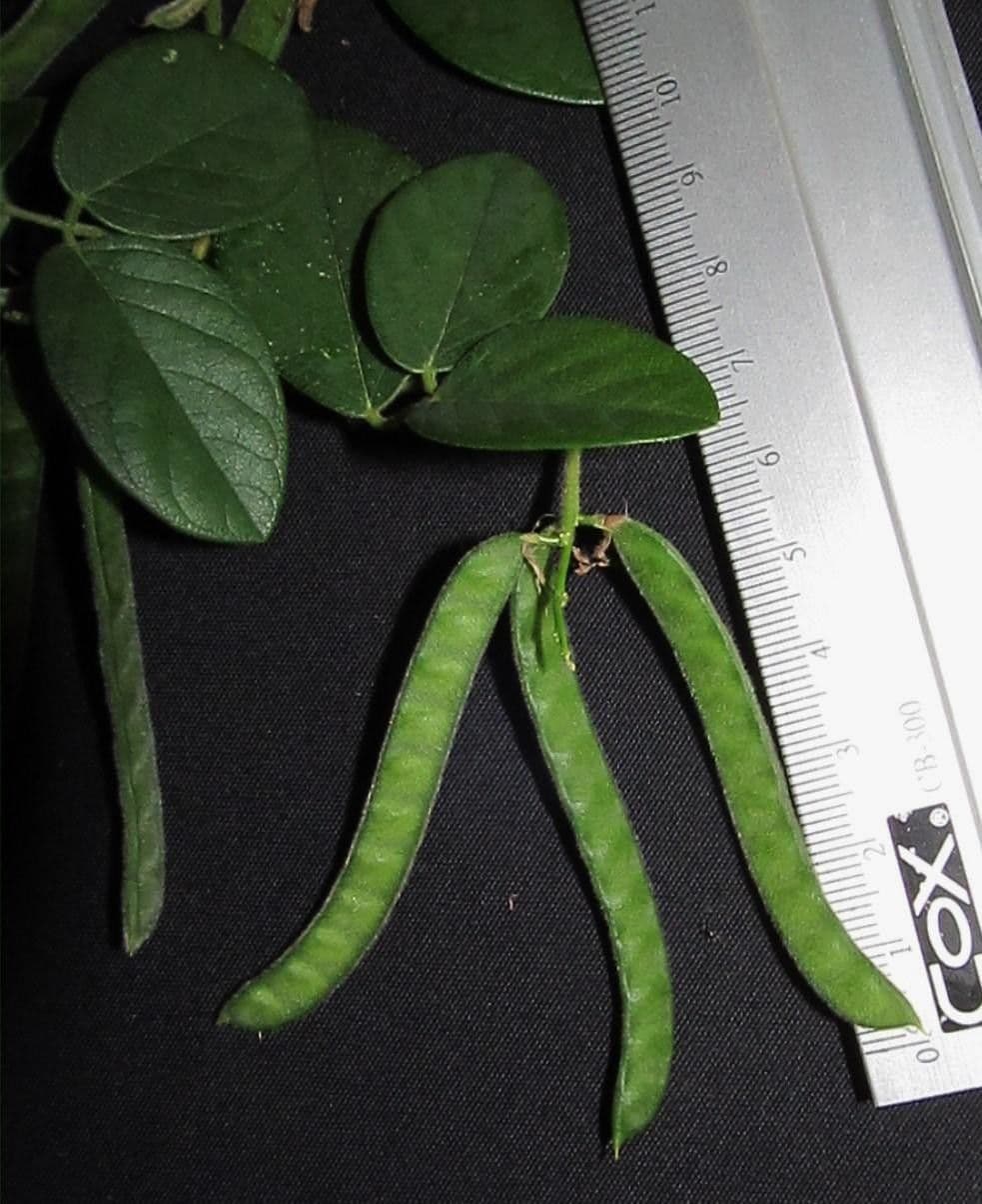Galactia striata 16