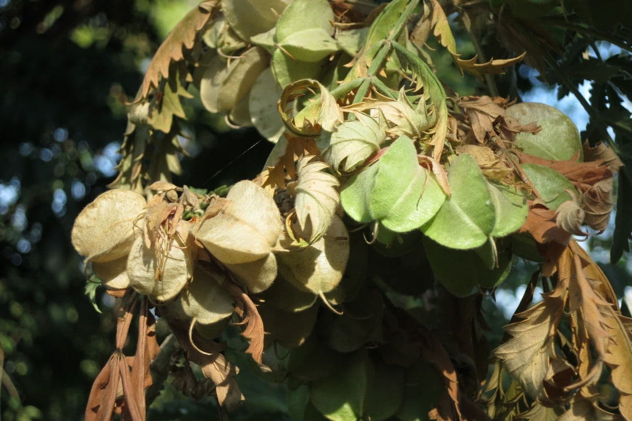 Melianthus