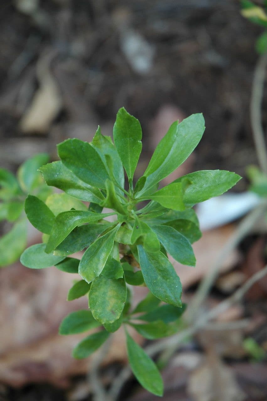 Scaevola