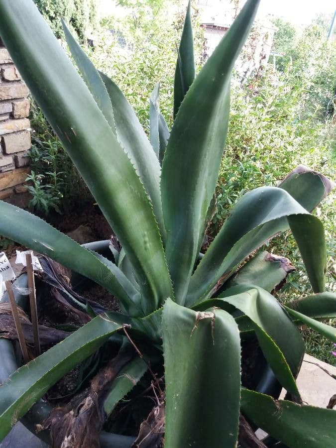 Agave 7