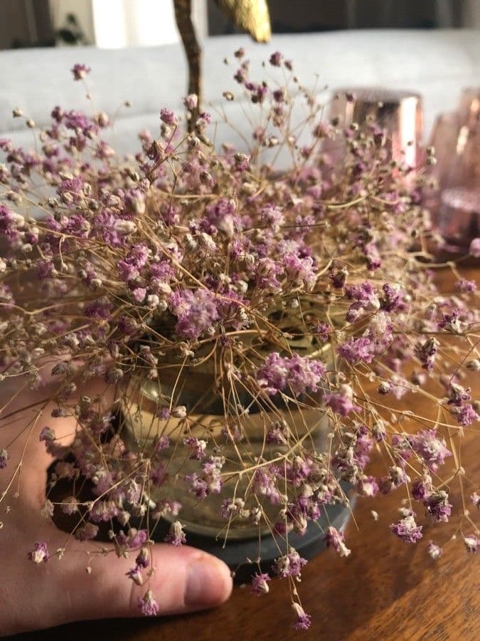 Cuscuta 2