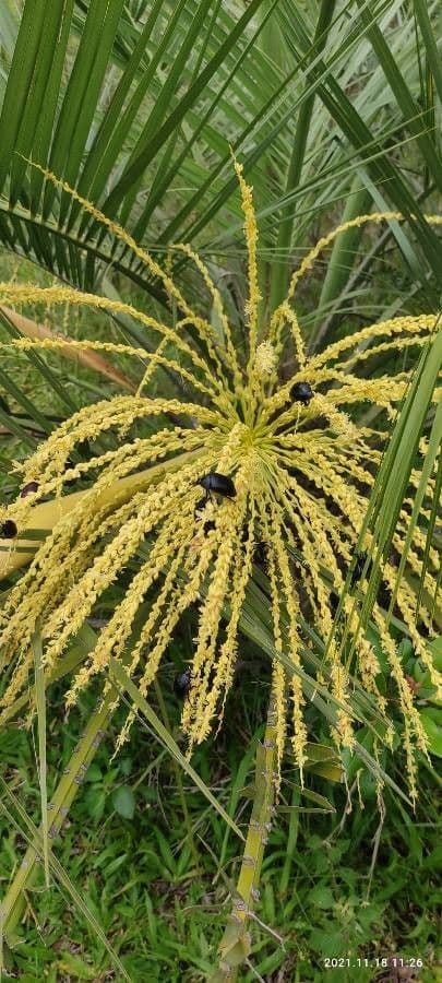 Butia