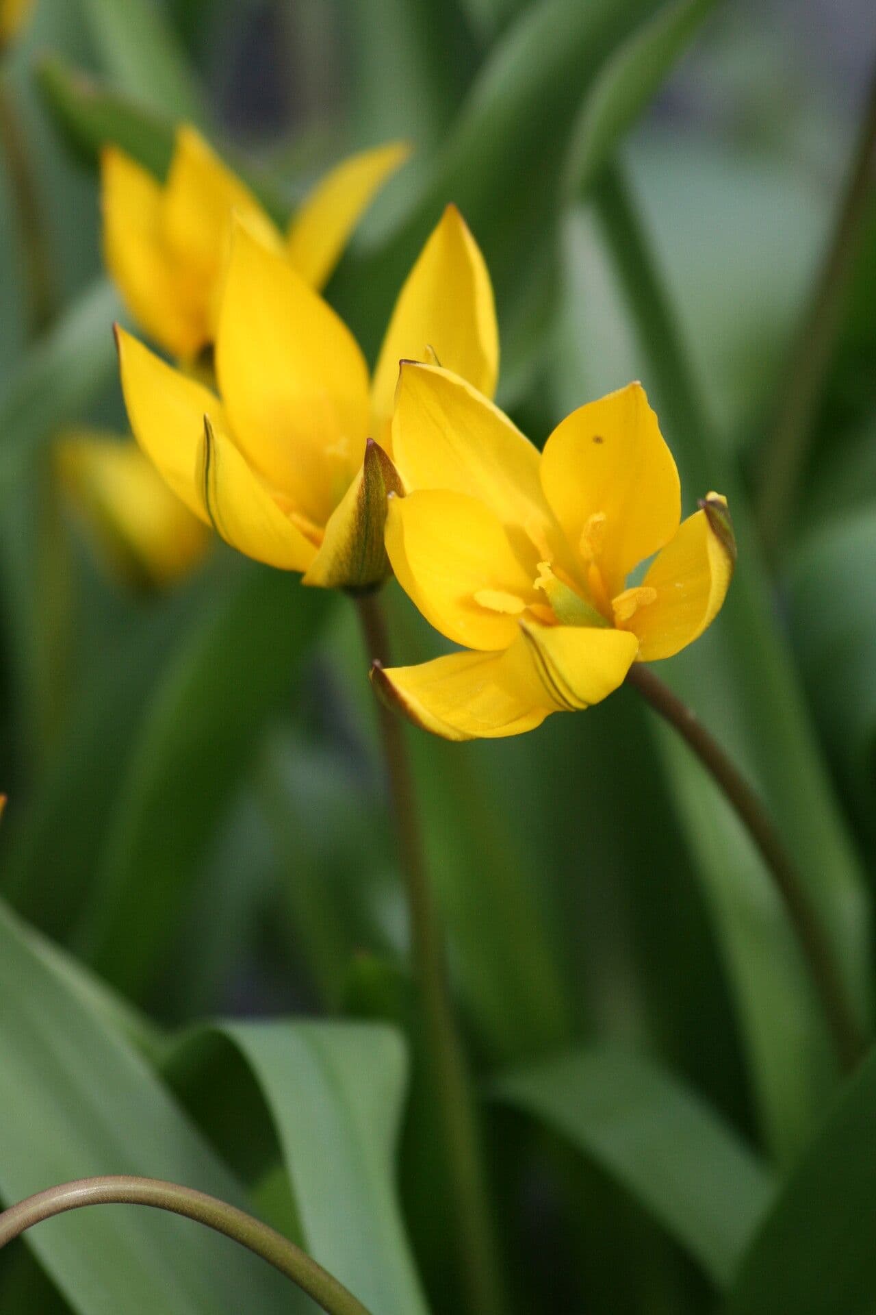 Tulipano 4