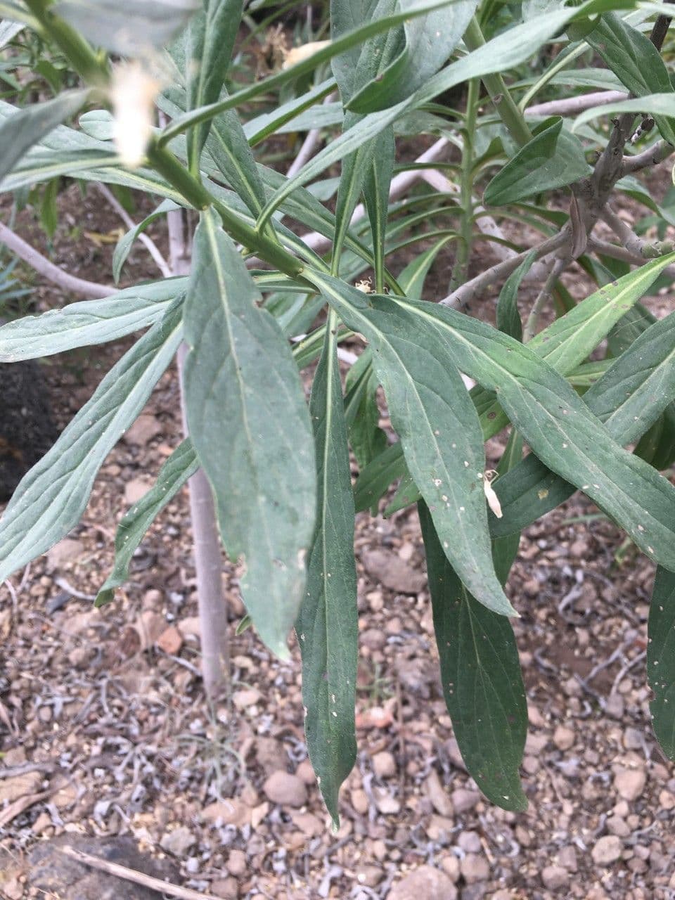 Echium 13