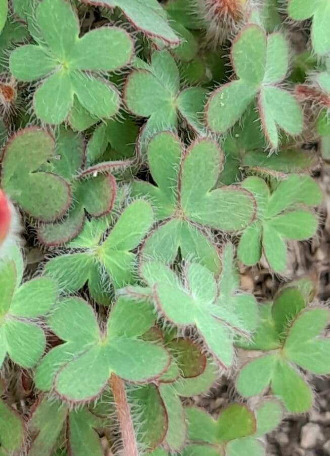 Oxalis conorrhiza 12