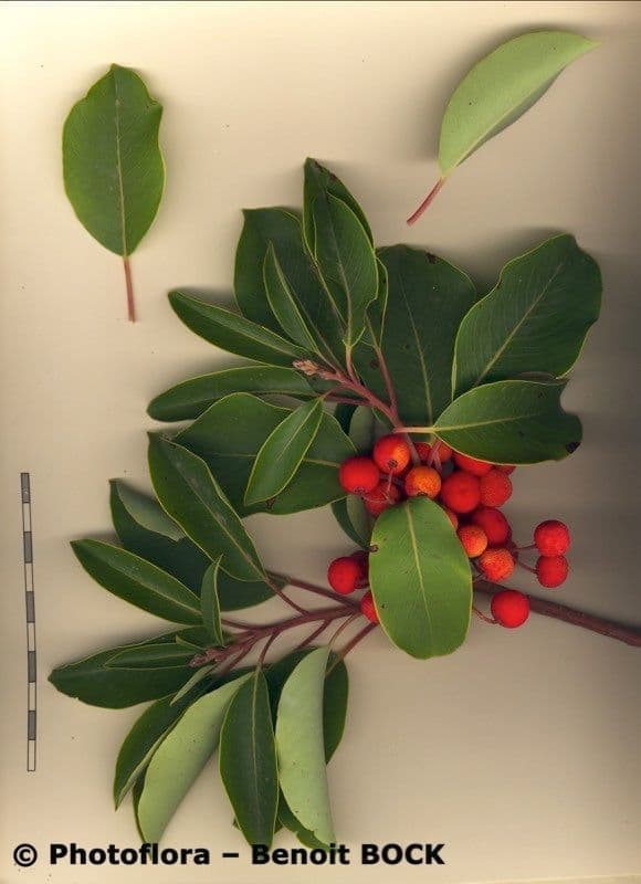 Sandbeere 30