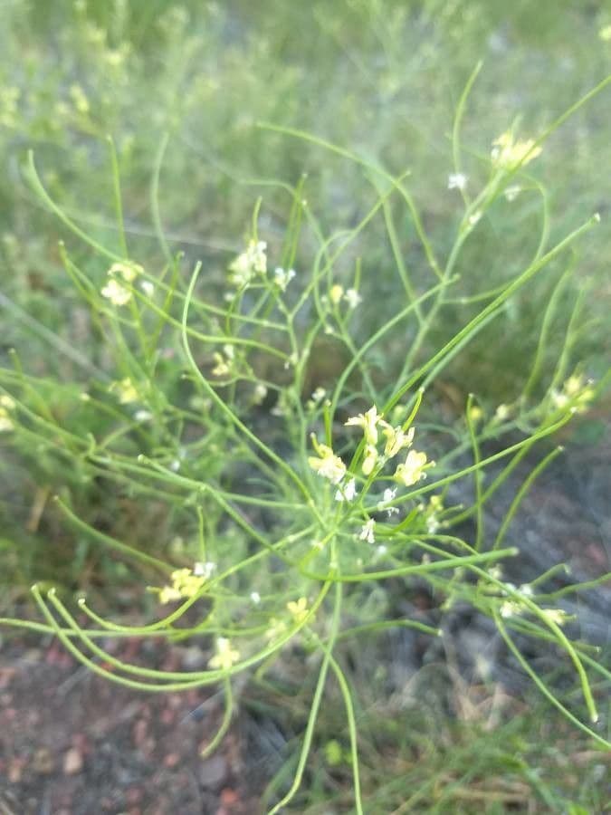 Erba cornacchia altissima 7