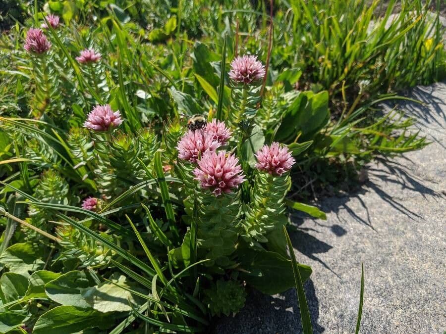 Rhodiola rosata 2