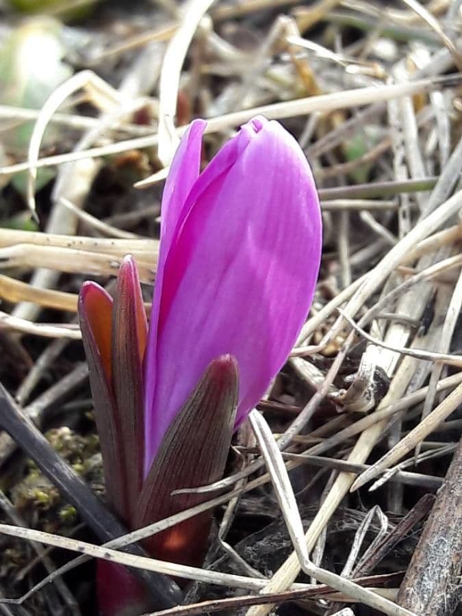 Frühlingsknotenblume 4