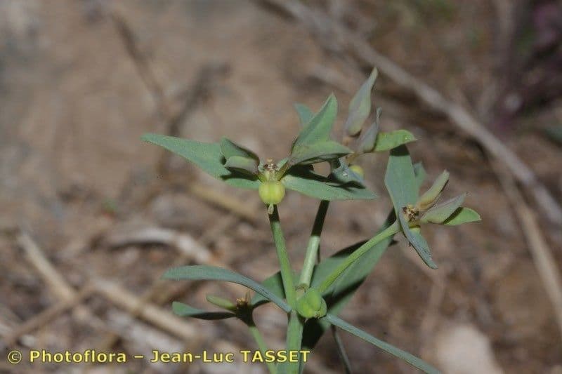 Euforbia dragoncello 4