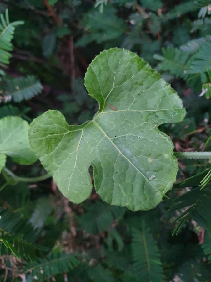 Kedrostis 8