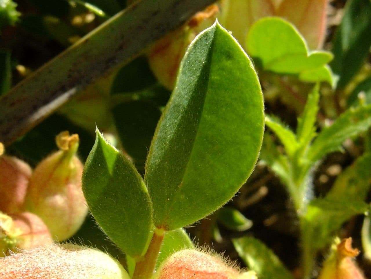 Tripodion tetraphyllum 19