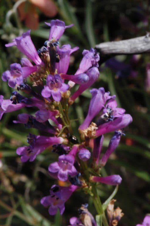 Penstemon di Watson 4