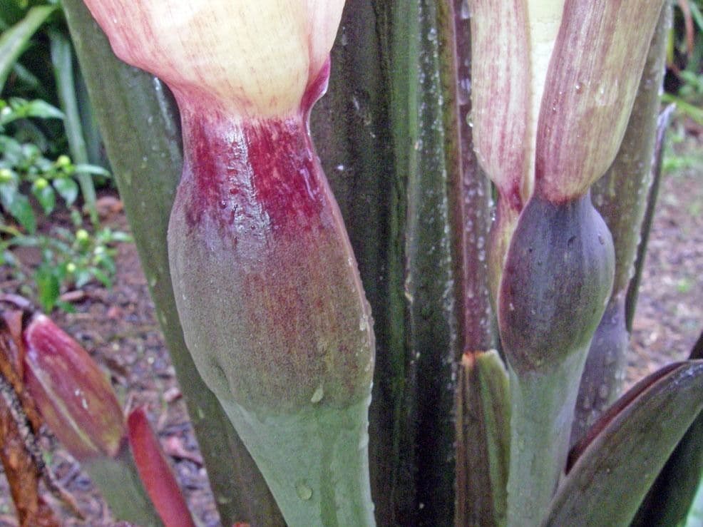 Riesen-Taro 4