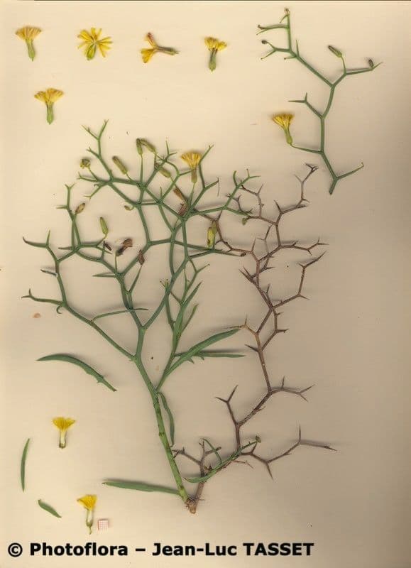 Launaea arborea 26