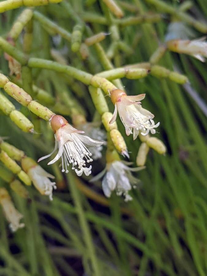 Cactus vischio 6