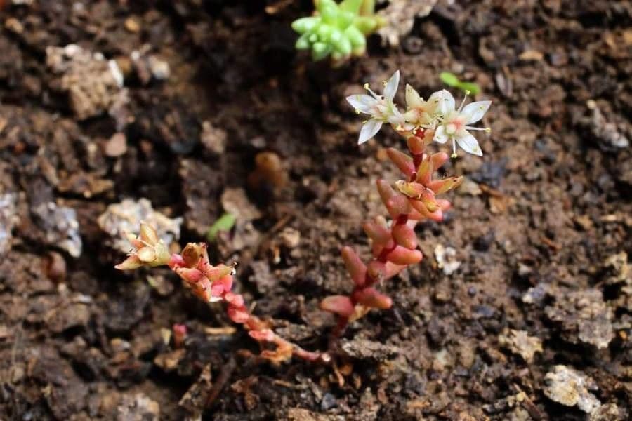 Sedum