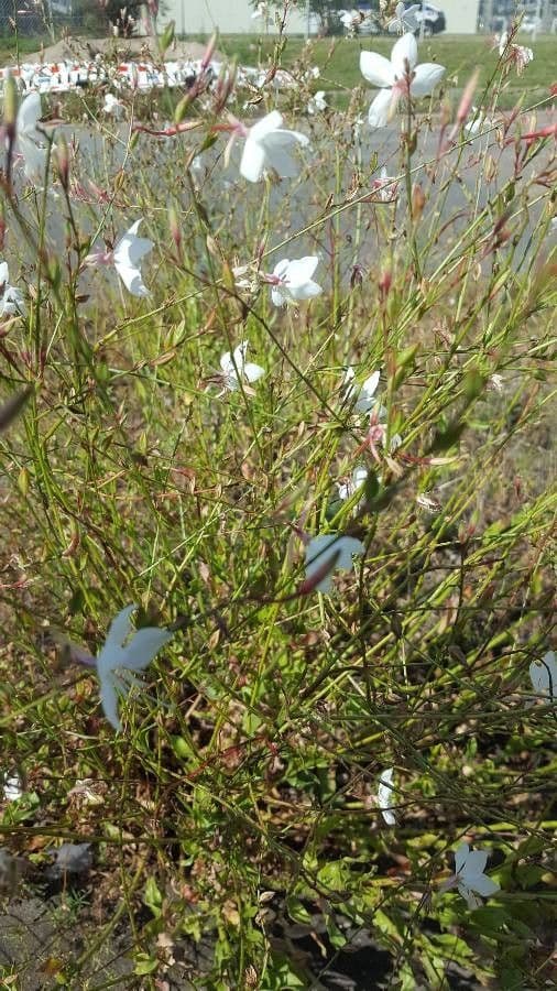 Salcerella lineare