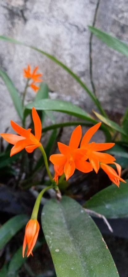 Orange Cattleya 3