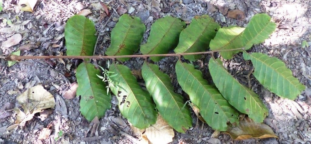 Cupaniopsis 11