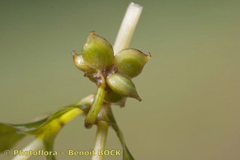 Groenlandia densa 2