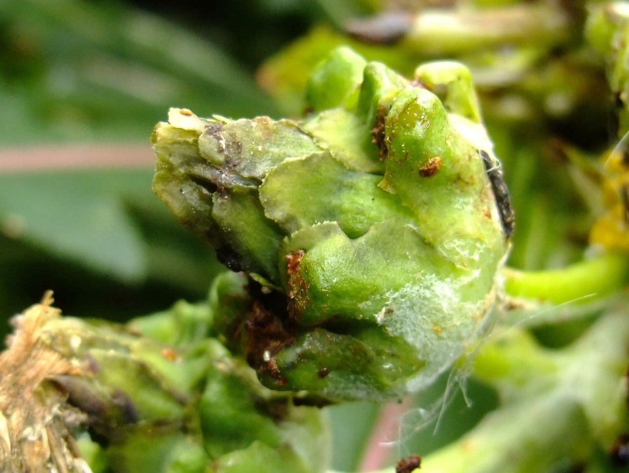 Cicerbita