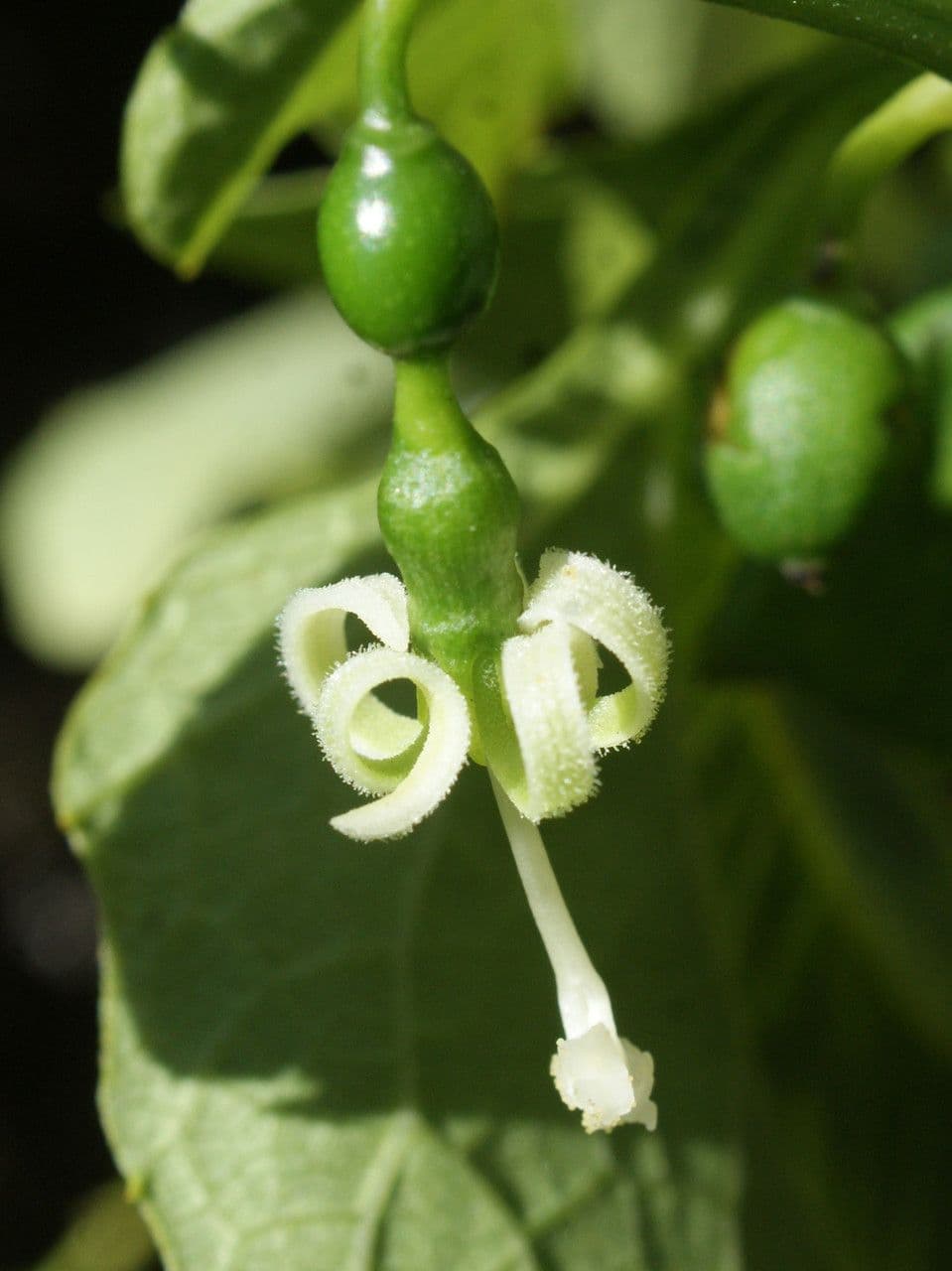 Cayaponia 8