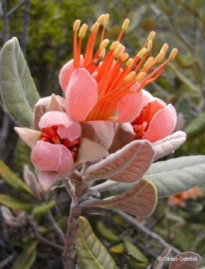 Xanthostemon 9