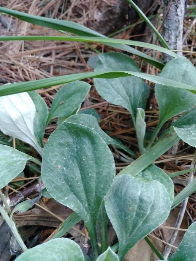 Antennaria de hoja de llantén 16