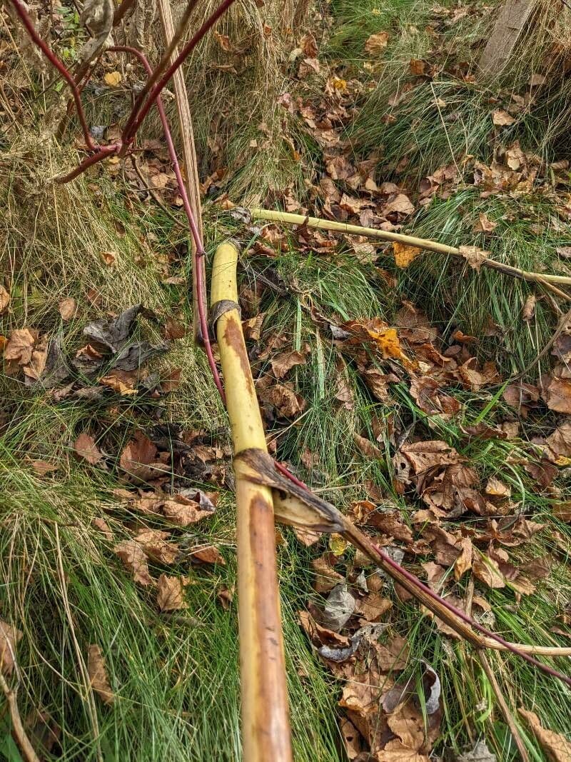 Berce du Caucase 23