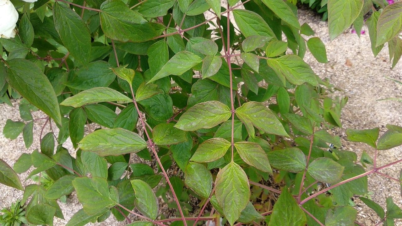 Peonia 15