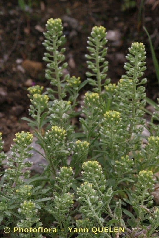 Alyssum serpyllifolium 21