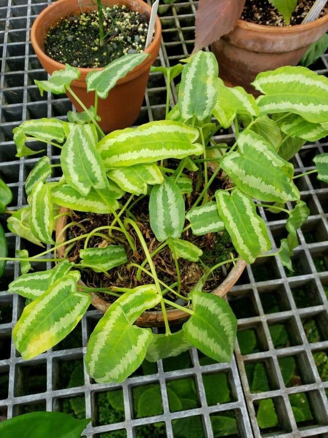 Schismatoglottis